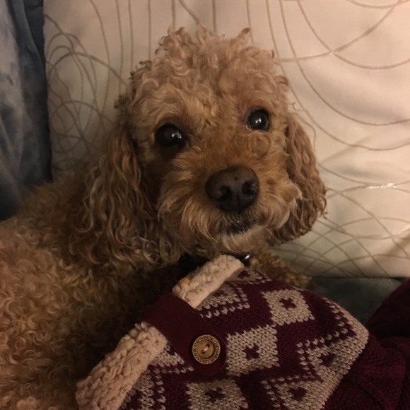 Meet your Posher, Chanel - Picture 3 of 6